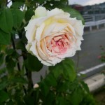 夏季休業日のお知らせ
